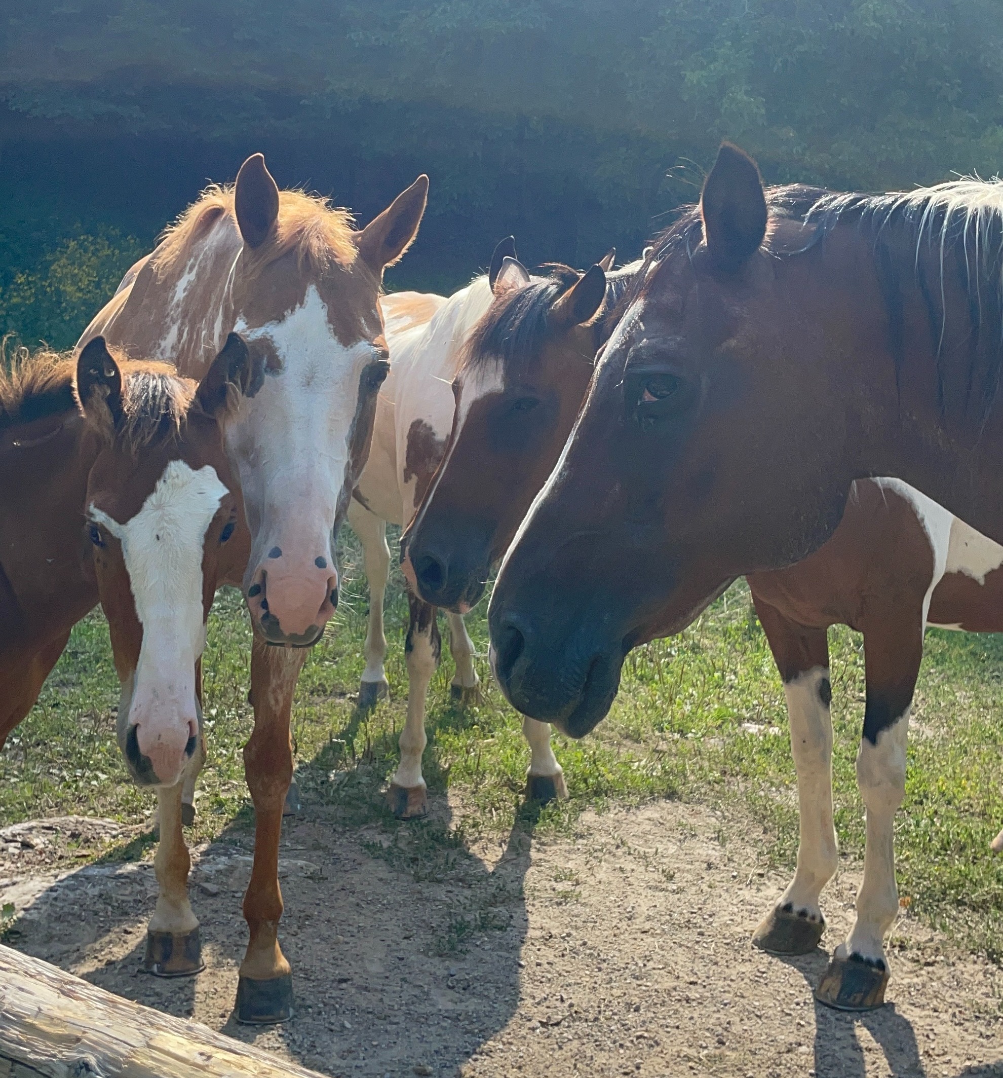Le radici del ranch e il modo in cui lavoriamo ogni giorno.