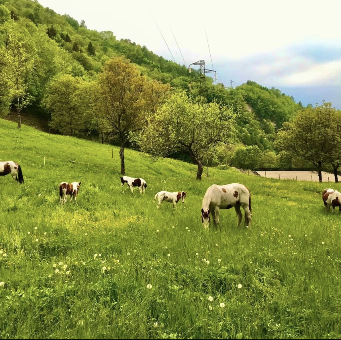Un ranch di montagna dove i cavalli crescono nella natura.